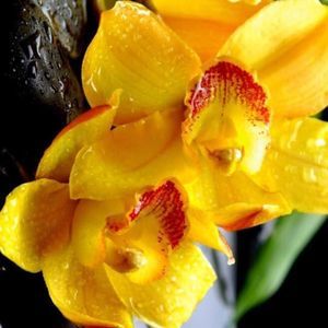 Meet your Posher, Aleja